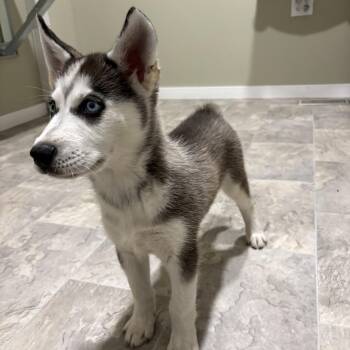 Ollie -  Siberian Husky and Australian Shepherd Dog for Adoption in Grant, Nebraska - Ollie | PetCurious