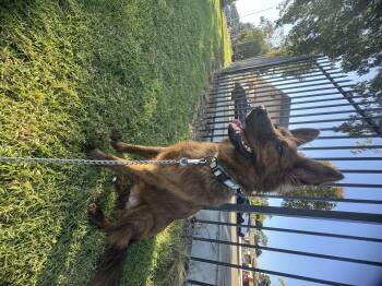 Rescue German Shepherd Dog and Mixed Breed Dogs for Adoption in Chula Vista, California - Kobe | PetCurious