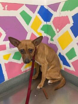 MR. KILGORE -  Chihuahua and Mixed Breed Dog for Adoption in Baytown, Texas - MR. KILGORE | PetCurious