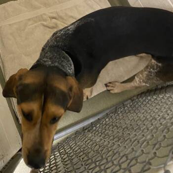 72427 -  Hound Dog for Adoption in Harrisonburg, Virginia - 72427 | PetCurious