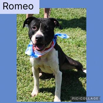 Rescue Pit Bull Terrier Dogs for Adoption in New Iberia, Louisiana - Romeo | PetCurious