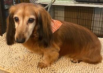 Cubby (Must be adopted with Cici) -  Dachshund Dog for Adoption in Osteen, Florida - Cubby (Must Be Adopted With Cici) | PetCurious