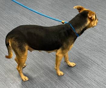 26-206 Zoey -  Hound Dog for Adoption in Tarboro, North Carolina - 26-206 Zoey | PetCurious