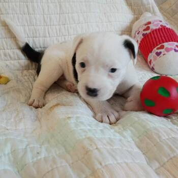 Daenerys -  Mixed Breed Dog for Adoption in Wadena, Minnesota - Daenerys | PetCurious