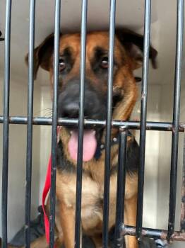 ERRON -  German Shepherd Dog Dog for Adoption in Mobile, Alabama - ERRON | PetCurious