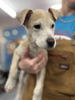 Rescue Yellow Labrador Retriever Dogs for Adoption in Felton, Pennsylvania - Joplin | PetCurious
