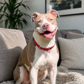 Star - Smart, Bundle of Love, Fun, with a Great Personality and  -  Pit Bull Terrier Dog for Adoption in Houston, Texas - Star - Smart, Bundle Of Love, Fun, With A Great Personality And  | PetCurious