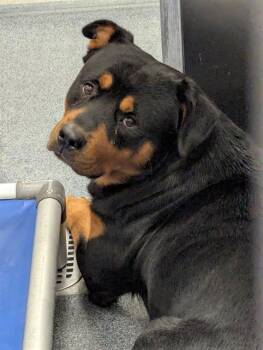 Rescue Rottweiler Dogs for Adoption in Dallas, Texas - MAKAVELI | PetCurious