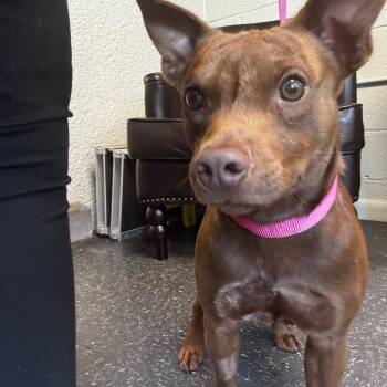 D-Big Red -  Mixed Breed Dog for Adoption in Tulsa, Oklahoma - D-Big Red | PetCurious