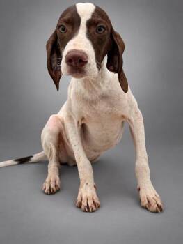 Billy -  Pointer and Mixed Breed Dog for Adoption in Bowling Green, Kentucky - Billy | PetCurious