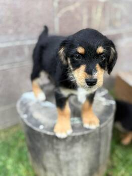 Australian Shepherd and Maltese Dogs Available for Adoption in Orange, California - Scooby | PetCurious