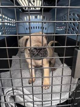 Pug Dogs Available for Adoption in Grafton, Wisconsin - SPONSOR ME - Pixie | PetCurious
