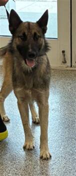 German Shepherd Dog Dogs Available for Adoption in Palmetto, Florida - A136650 | PetCurious