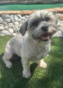 KIRA -  Shih Tzu Dog for Adoption in Dallas, Texas - KIRA | PetCurious