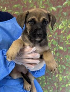 Fayetteville -  American Staffordshire Terrier and Mixed Breed Dog for Adoption in San Antonio, Texas - Fayetteville | PetCurious