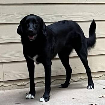 ALPHARETTA - Ann -  Black Labrador Retriever and Great Pyrenees Dog for Adoption in Blairsville, Georgia - ALPHARETTA - Ann | PetCurious