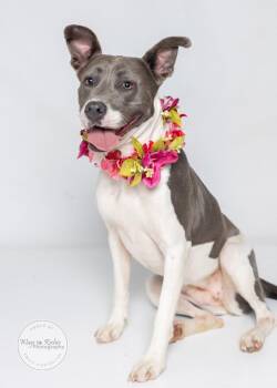 Ralphie -  American Staffordshire Terrier and Labrador Retriever Dog for Adoption in Tuscaloosa, Alabama - Ralphie | PetCurious
