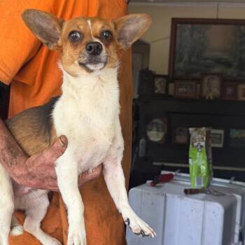 Chihuahua Dogs Available for Adoption in Savannah, Georgia - Bumble Bee | PetCurious