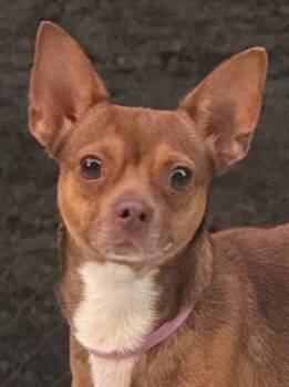 Rescue Chihuahua Dogs for Adoption in Crossville, Tennessee - Lucy | PetCurious
