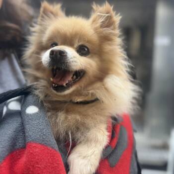 Chummy -  Pomeranian and Mixed Breed Dog for Adoption in Chicago, Illinois - Chummy | PetCurious