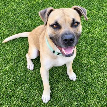 Sultan -  Black Mouth Cur and Mixed Breed Dog for Adoption in Houston, Texas - Sultan | PetCurious