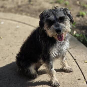 Rescue Schnauzer Dogs for Adoption in Newton, Iowa - Lacy | PetCurious