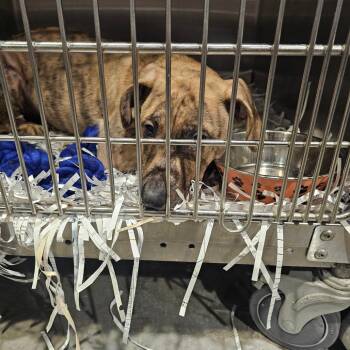 Benny -  Hound and English Bulldog Dog for Adoption in Tampa, Florida - Benny | PetCurious