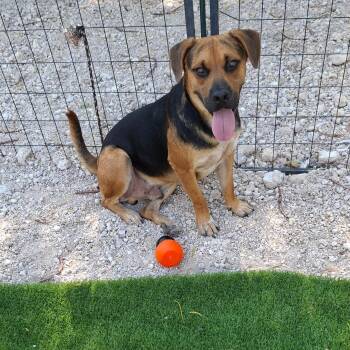 Pop -  Hound Dog for Adoption in Harlingen, Texas - Pop | PetCurious