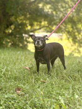 Lupa -  Boston Terrier and Chihuahua Dog for Adoption in Gradyville, Kentucky - Lupa | PetCurious