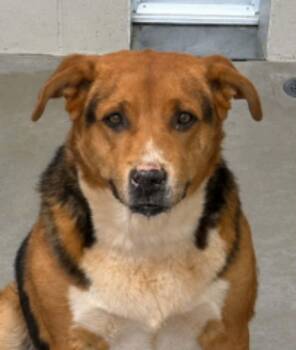 Lucy -  Shepherd Dog for Adoption in Kingman, Arizona - Lucy | PetCurious