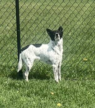 Rescue Border Collie and Australian Cattle Dog Blue Heeler Dogs for Adoption in Belmont, New York - KATIE | PetCurious