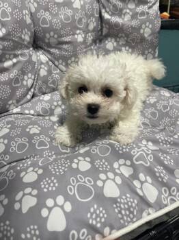 Lambchop -  Bichon Frise Dog for Adoption in Chattanooga, Tennessee - Lambchop | PetCurious