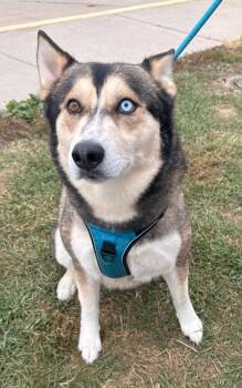 Husky Dogs Available for Adoption in Defiance, Ohio - Koda (formally Craig) | PetCurious