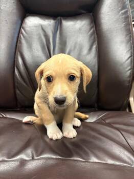 Sister Sage -  Terrier and Poodle Dog for Adoption in Carson City, Nevada - Sister Sage | PetCurious