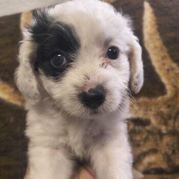 Calypso -  Jack Russell Terrier Dog for Adoption in Moses Lake, Washington - Calypso | PetCurious