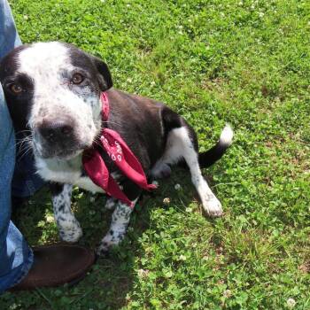 Kenny -  Border Collie and Mixed Breed Dog for Adoption in Wadena, Minnesota - Kenny | PetCurious