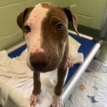 New York -  Hound and Mixed Breed Dog for Adoption in West Palm Beach, Florida - New York | PetCurious