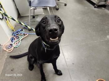 REUBEN* -  Labrador Retriever Dog for Adoption in Santa Cruz, California - REUBEN* | PetCurious