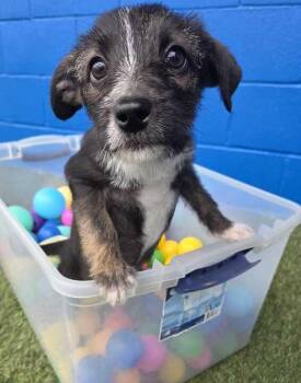 Wirehaired Terrier Dogs Available for Adoption - Fava | PetCurious