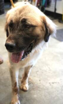 Rowdy -  Anatolian Shepherd and Mixed Breed Dog for Adoption in Bowling Green, Kentucky - Rowdy | PetCurious