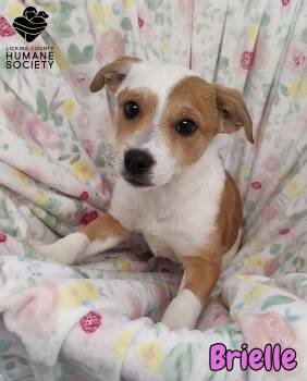 Mixed Breed Dogs Available for Adoption - Brielle | PetCurious
