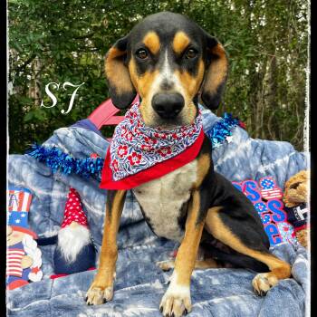 Rescue Black And Tan Coonhound Dogs for Adoption in Sebring, Florida - SJ | PetCurious