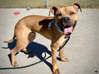 Pit Bull Terrier Dogs Available for Adoption - GUS | PetCurious