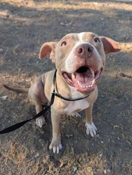 Rescue American Staffordshire Terrier Dogs for Adoption in San Antonio, Texas - QUEENIE | PetCurious