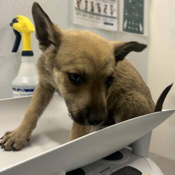 Mixed Breed Dogs Available for Adoption in Park City, Utah - Alfred | PetCurious