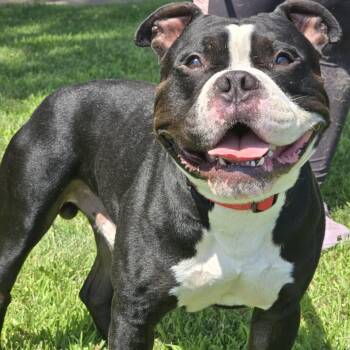 Rescue English Bulldog Dogs for Adoption in Waterloo, Iowa - Mingo | PetCurious