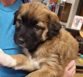 Mixed Breed Dogs Available for Adoption - Rose | PetCurious