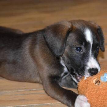 Mixed Breed Dogs Available for Adoption in Shorewood, Illinois - Hershey | PetCurious