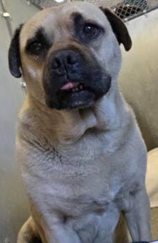 Pug and Mixed Breed Dogs Available for Adoption in Roseville, California - Clarabelle | PetCurious