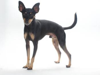 MAX -  Chihuahua and Mixed Breed Dog for Adoption in Burbank, California - MAX | PetCurious
